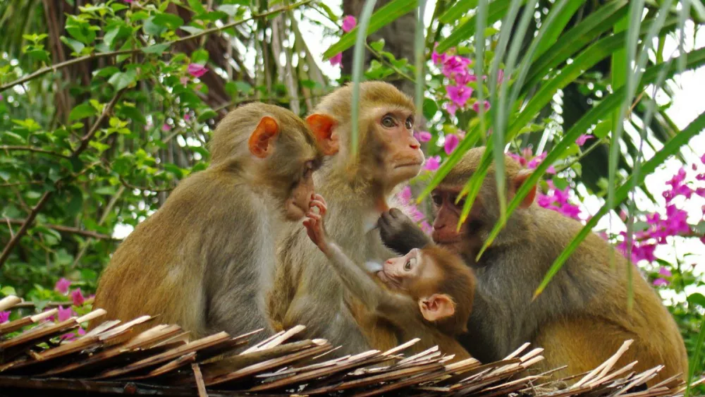 Остров обезьян Хон-Лао