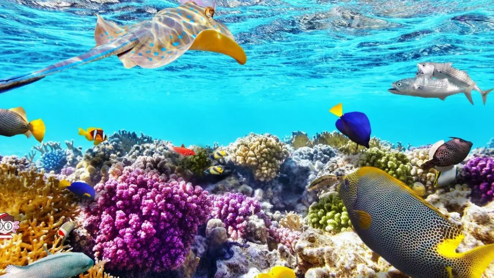 Сезон отдыха в Шарм-эль-Шейхе, Египет